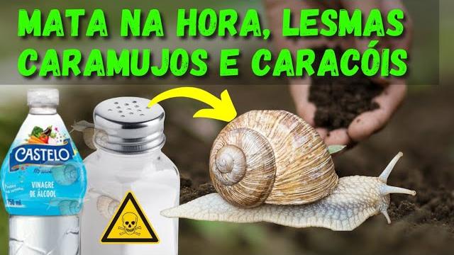 Inseticida Natural Contra Lesmas, Caramujos e Caracóis