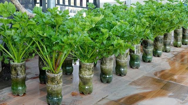 Aprenda a Cultivar Suas Hortaliças Preferidas em Vasos Hidropônicos de Garrafa PET
