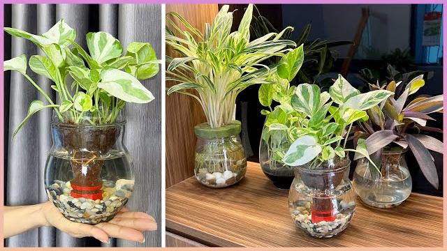 Transforme garrafas plásticas velhas em vasos de plantas que trazem alegria