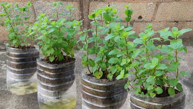 Como cultivar hortelã com carvão em garrafas plásticas em casa