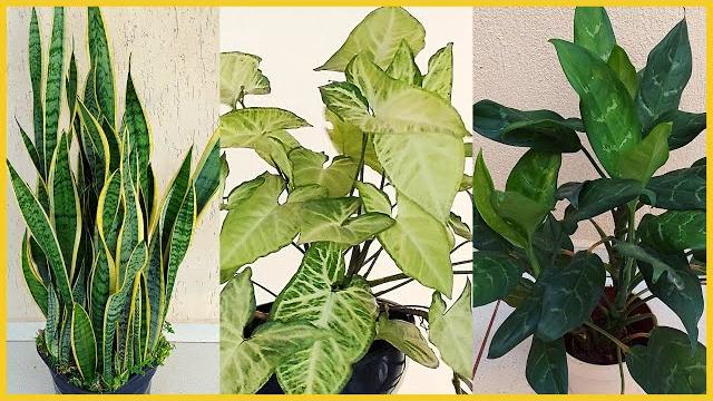 5 Plantas de Sombra Para Cultivar Dentro de Casas e Apartamentos