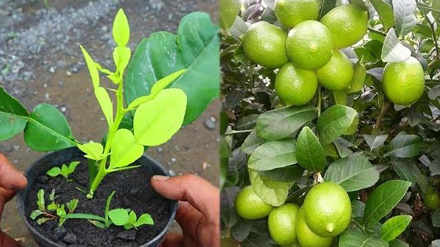 Melhor maneira de cultivar mudas de limão em apenas 30 dias