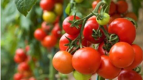 Como Eliminar Pragas e Fungos Dos Tomateiros