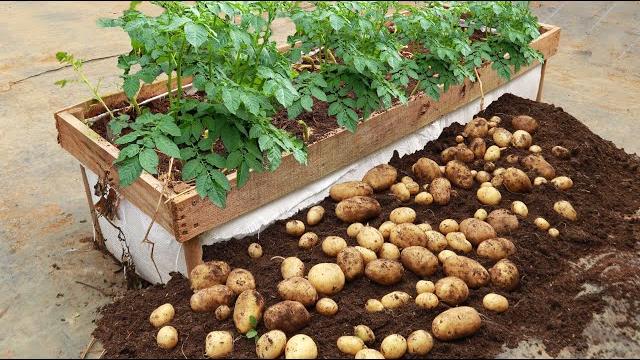 O Segredo de Colher Muitas Batatas Plantando em Casa