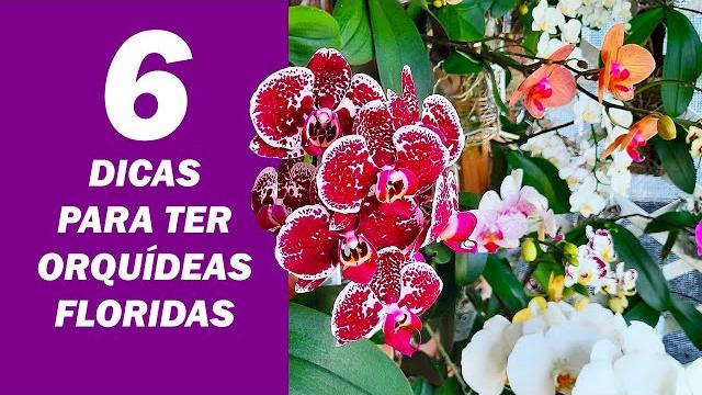 6 Dicas Para Ter Orquídeas Floridas