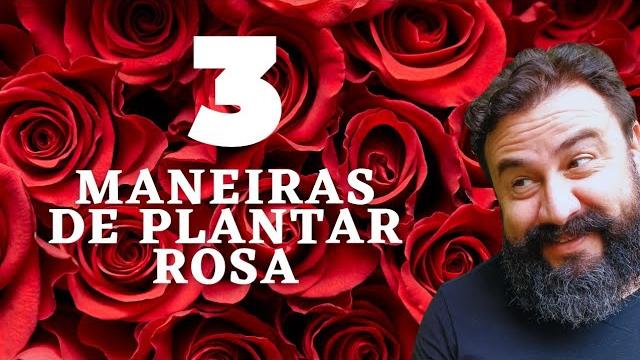 3 Dicas Para Cultivar Rosas Em Vasos