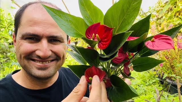 Mini Antúrio – Como Plantar e Estimular a Floração