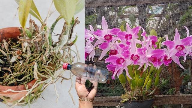 Aprenda a Recuperar Facilmente Suas Orquídeas Que Estão Morrendo