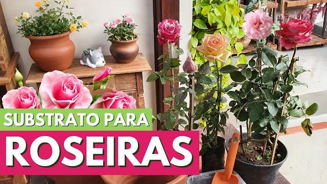 Como Plantar Rosas em Vasos e Preparar Substrato Para Roseiras