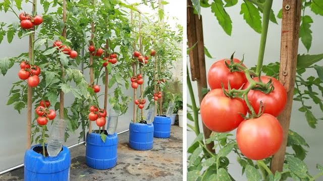 Colha Frutos Grandes e Abundantes: Dicas para Cultivar Tomates no Terraço